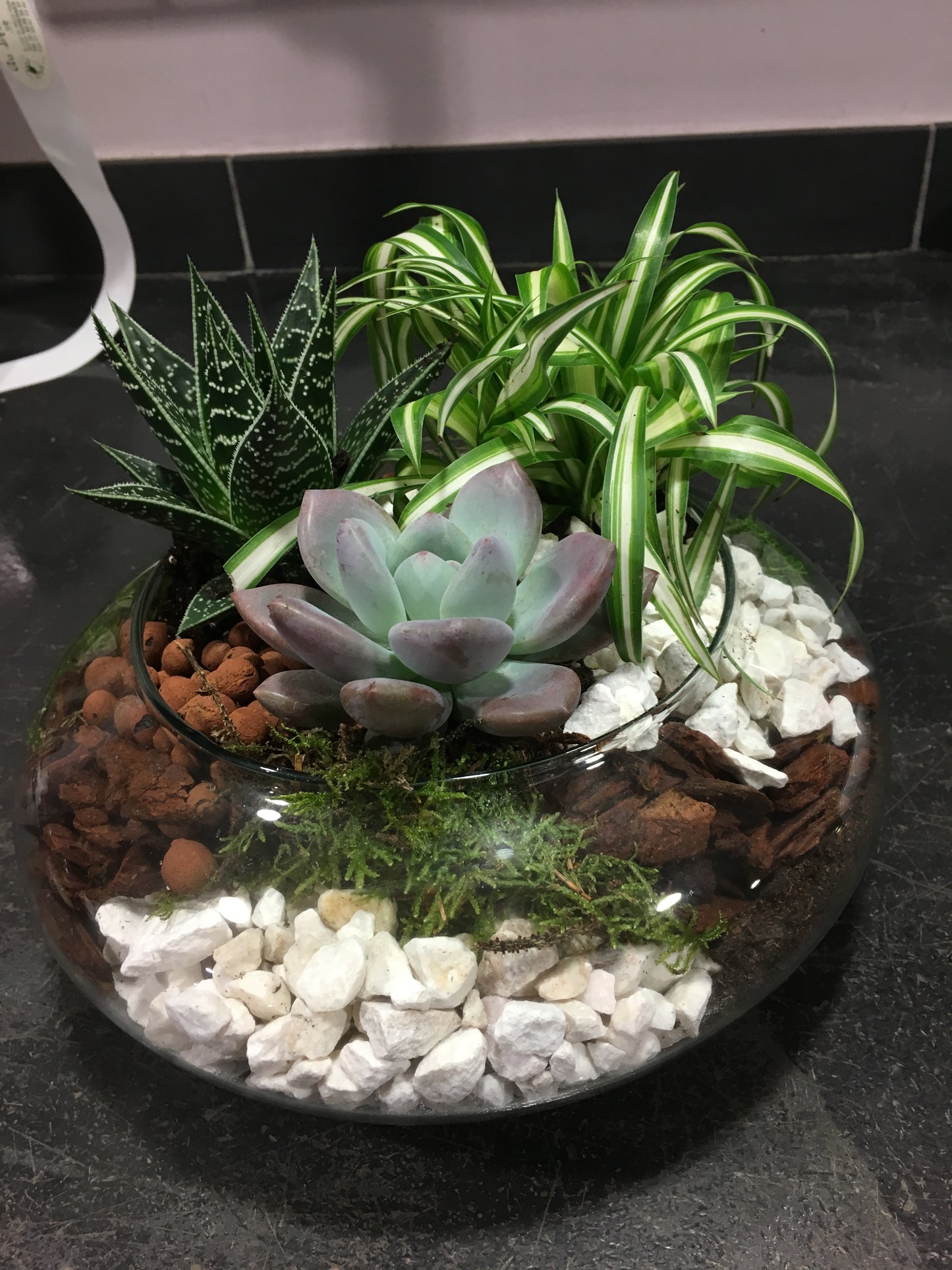 Plantes terrarium